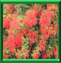 BUISSON DE FEU DU CHILI ou EMBROTHIUM COCCINEUM