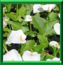 ARUM D'ETHIOPIE - ZANTEDESCHIA AETHIOPICA