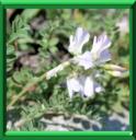 ASTRAGALE DES ALPES ou ASTRAGALUS ALPINUS