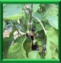 AUBERGINE - SOLANUM MELONGENA