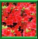 AZALEE JAPONAISE - RHODODENDRON X SPP