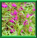BALSAMINE DES JARDINS - IMPATIENS BALSAMINA