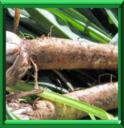 BARBE DE BOUC - TRAGOPOGON PORRIFOLIUS