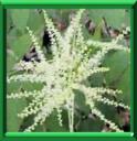 BARBE DE BOUC - ARUNCUS DIOICUS