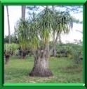BEAUCARNEA - BEAUCARNEA RECURVATA