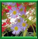 BRACHYCOME - BRACHYSCOME IBERIDIFOLIA