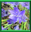 BRODIAE - BRODIAEA ou TRITELEIA LAXA