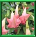 BRUGMANSIA