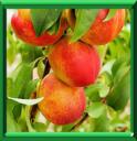 BRUGNONIER - PRUNUS PERSICA VARIETE NUCIPERSICA