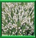 Bruyère d'hiver ou erica x darleyensis