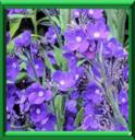 BUGLOSSE D'ITALIE - ANCHUSA AZUREA