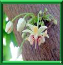 CACAOYER ou THEOBROMA CACAO