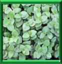 Callisie rampante - Callisia repens