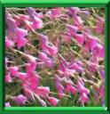 CANNE A PECHE DES ANGES - DIERAMA