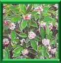 BOIS GENTIL ODORANT - DAPHNE ODORA