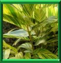 ATOUMO ou ALPINIA ZERUMBET