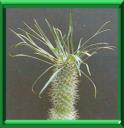 Cactus palmier ou pachypodium lamerei