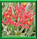JATROPHA PODAGRICA - BAOBAB NAIN