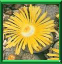 CAILLOU VIVANT - LITHOPS