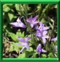 CAMPANULE RAIPONCE ou CAMPANULA RAPUNCULS