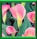 ARUM D'EAU - CALLA PALUSTRIS