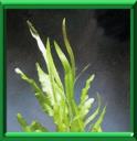 ASPERGE DU CAP - APONOGETON DISTACHYUM