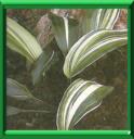 ASPIDISTRA - ASPIDISTRA LURIDA ou ASPIDISTRA ELIATOR