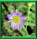 ASTER - ASTER