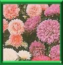 ASTER DE CHINE - CALLISTEPHUS CHINENSIS
