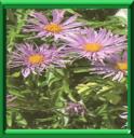 ASTER DES ALPES - ASTER ALPINUS