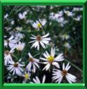 ASTER MARITIME - ASTER TRIPOLIUM