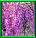 ASTILBE - ASTILBE