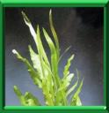 AUBEPINE D'EAU - APONOGETON DISTACHYUM