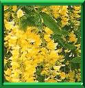AUBOUR - LABURNIUM ANAGYROIDES