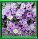 AUBRIETE ou AUBRIETTE - AUBRIETA