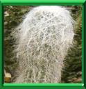BARBE DE VIEILLARD - CEPHALOCEREUS SENILIS
