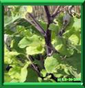 BARDANE GEANTE - ARCTIUM LAPPA