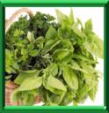 BASILIC - OCIMUM BASILICUM