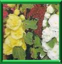BATON DE JACOB - ALCEA ou ALTHEA ROSA