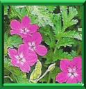 BEC DE GRUE - ERODIUM