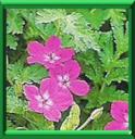 BEC DE HERON - ERODIUM