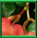 BEGONIA MACULE - BEGONIA MACULATA