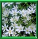 BELLE DE ONZE HEURES - ORNITHOGALUM UMBELLATUM