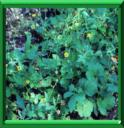 BENOITE COMMUNE - GEUM URBANUM