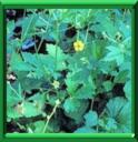BENOITE DES VILLES - GEUM URBANUM