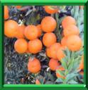 BERGAMOTIER - CITRUS BERGAMIA