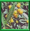 BIBACIER - ERIOBOTRYA JAPONICA