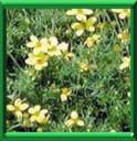BIDENS - BIDENS FERULIFOLIA