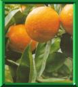 BIGARADIER - CITRUS AURANTIUM