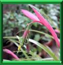 BILBERGIE PENCHEE - BILBERGIA NUTANS